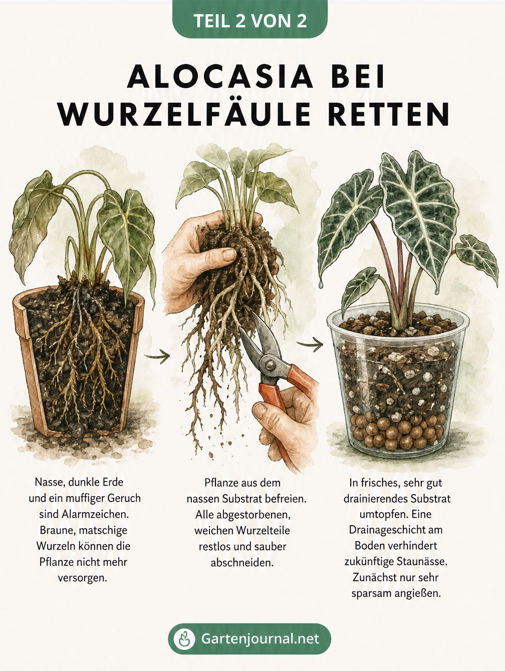 Aquarell-Illustration in drei Schritten zur Rettung einer Alocasia bei Wurzelfäule: Diagnose, Rückschnitt der Wurzeln und Umtopfen.