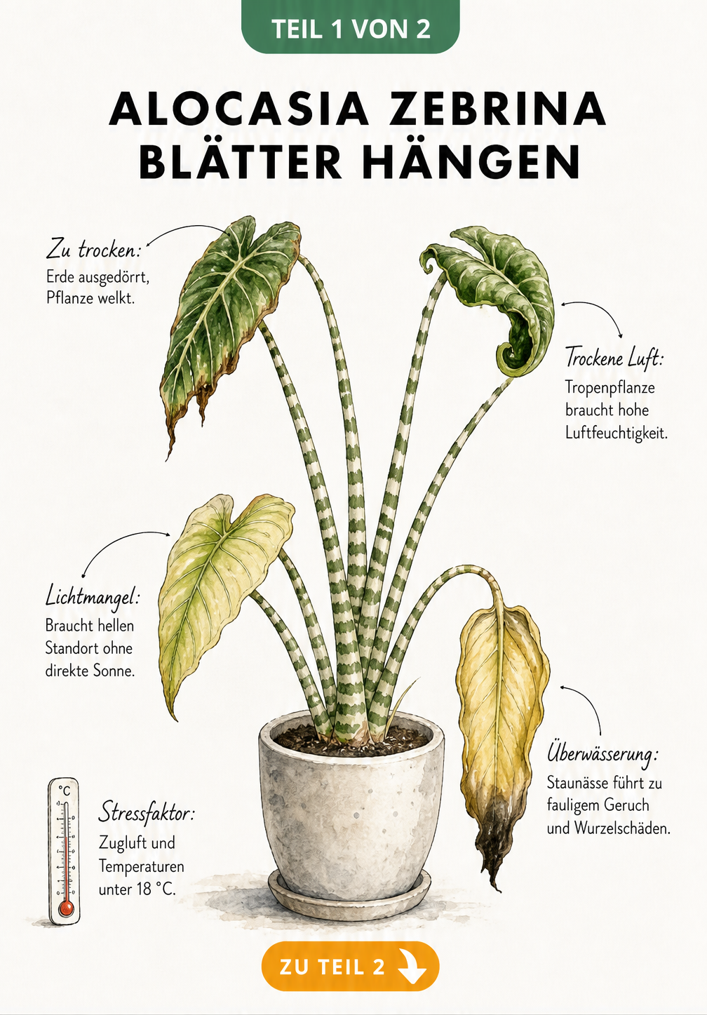 Botanische Illustration einer Alocasia Zebrina mit hängenden Blättern und Notizen zu Ursachen wie Trockenheit, Lichtmangel und Überwässerung