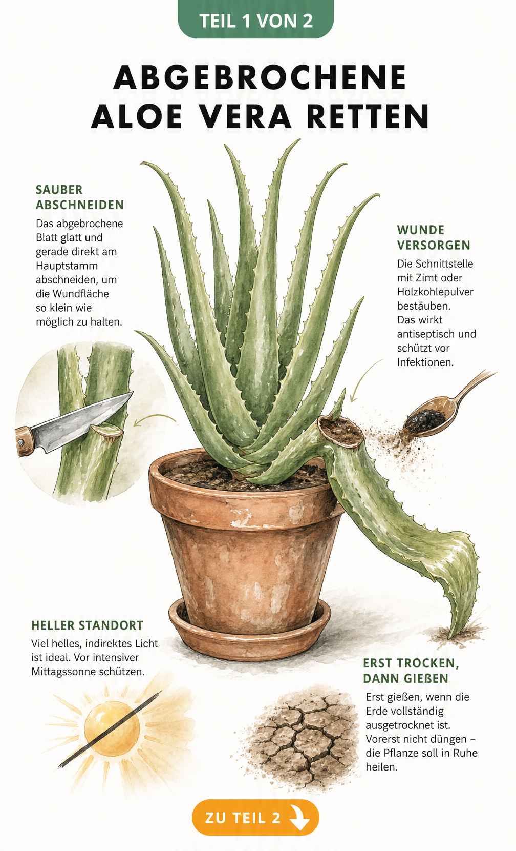 Illustration einer Aloe Vera im Terrakottatopf mit abgebrochenem Blatt, Detailzeichnung eines glatten Schnitts am Stamm und Wundversorgung mit Zimt.