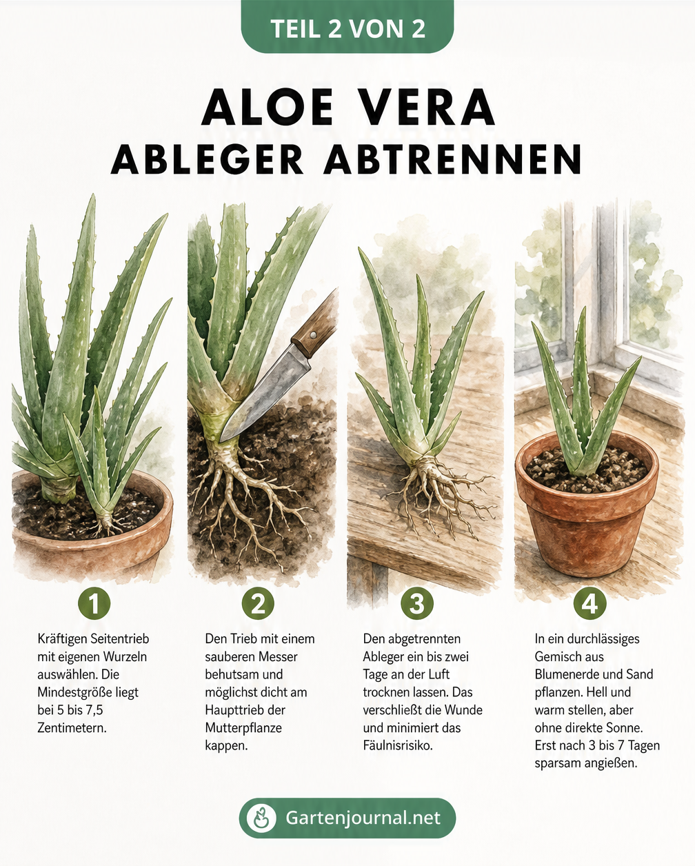 Schritt-für-Schritt-Anleitung zum Abtrennen und Einpflanzen von Aloe Vera Ablegern
