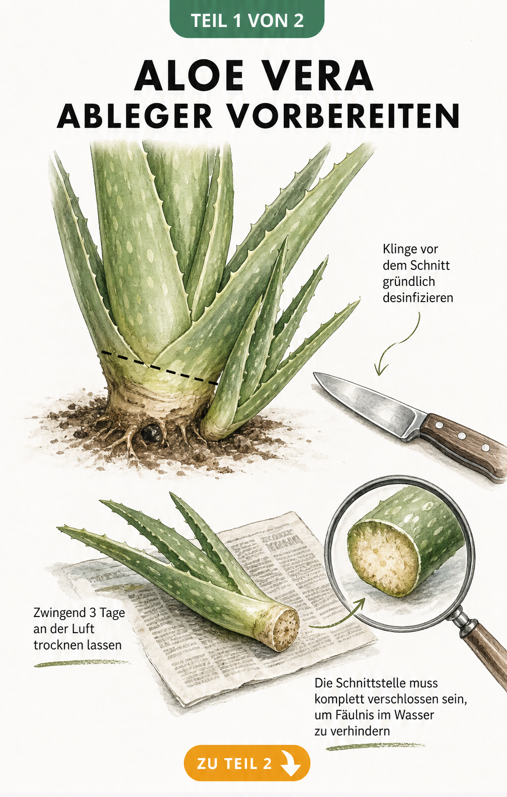 Illustration eines Aloe Vera Ablegers, der von der Mutterpflanze abgetrennt wird und zum Trocknen bereitliegt