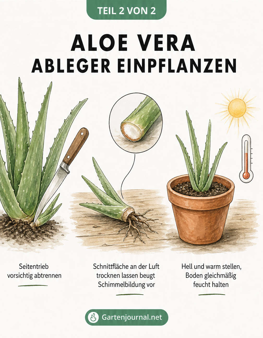Illustration in drei Schritten: Seitentrieb einer Aloe Vera abtrennen, Schnittfläche trocknen lassen und in einen neuen Topf pflanzen