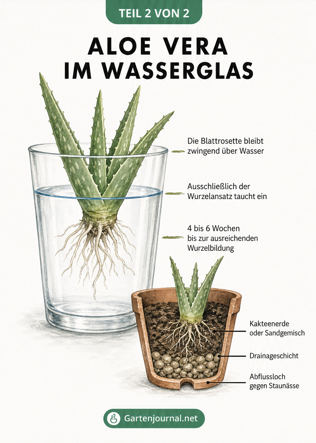 Querschnitt eines Wasserglases mit einem Aloe Vera Ableger, bei dem nur der Wurzelansatz im Wasser steht