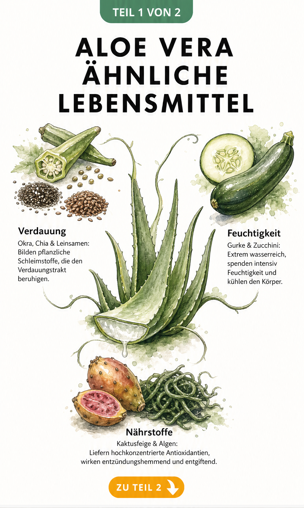Botanische Illustration von Aloe Vera, Okra, Chia, Leinsamen, Gurke, Zucchini, Kaktusfeige und Spirulina-Algen mit ihren gesundheitlichen Wirkungen.