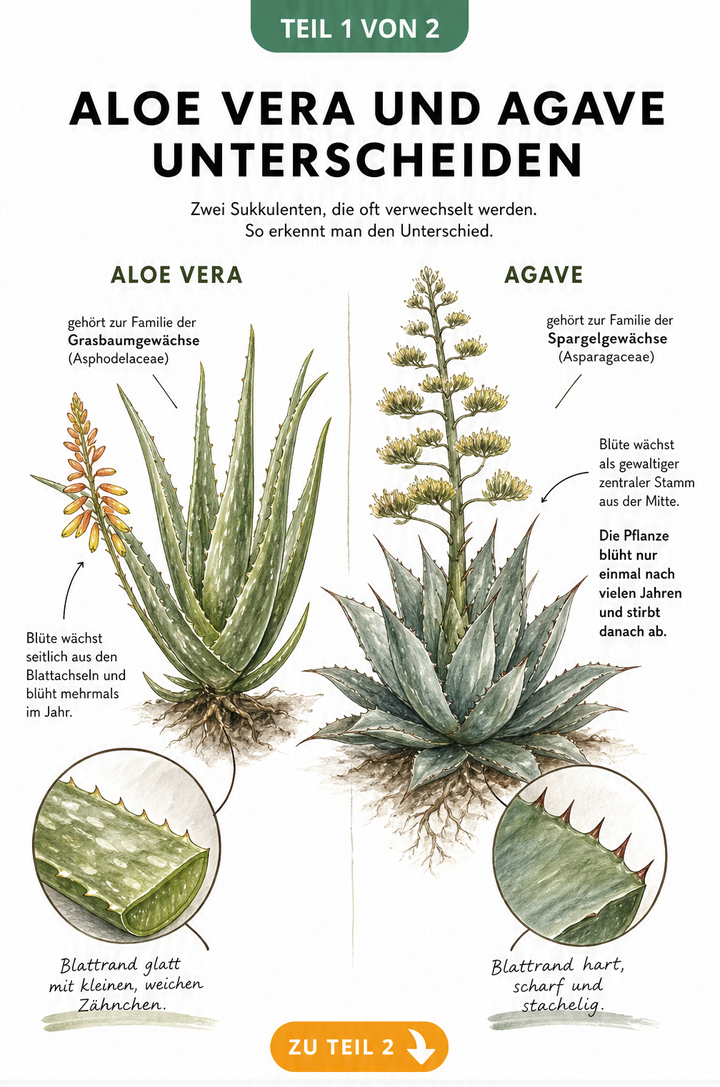 Botanische Illustration, die die Unterschiede zwischen Aloe vera und Agave bei Blättern, Blüten und Pflanzenfamilie zeigt