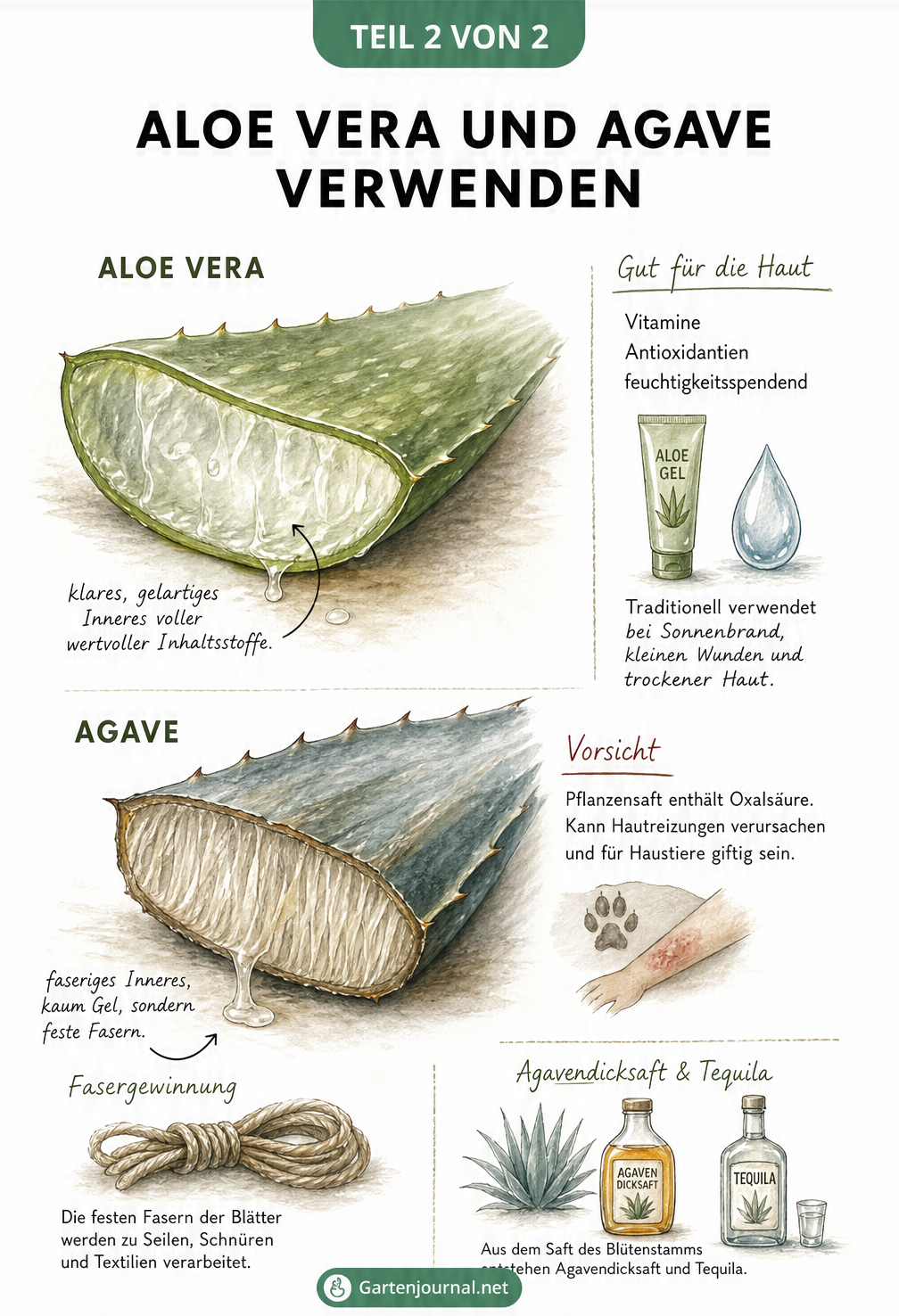 Schnittzeichnung von Aloe-vera- und Agavenblättern, die das heilende Gel der Aloe und die faserige Struktur der Agave zeigt