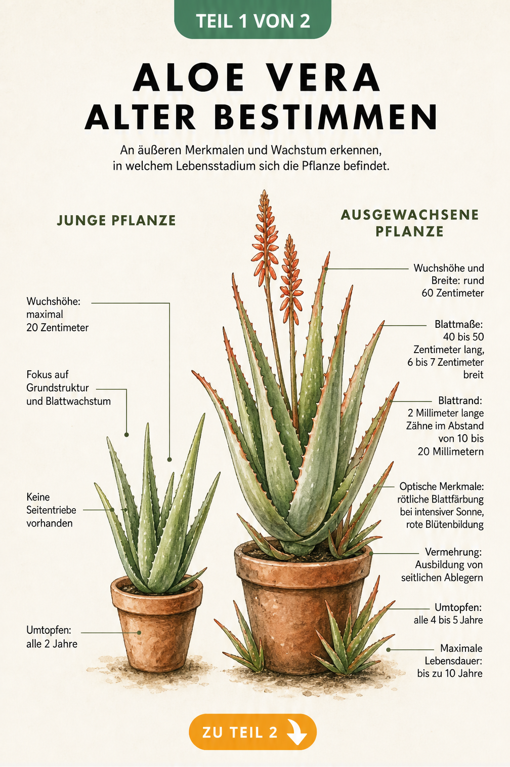 Botanische Illustration einer jungen und einer ausgewachsenen Aloe Vera Pflanze im direkten Vergleich mit Merkmalen zur Altersbestimmung