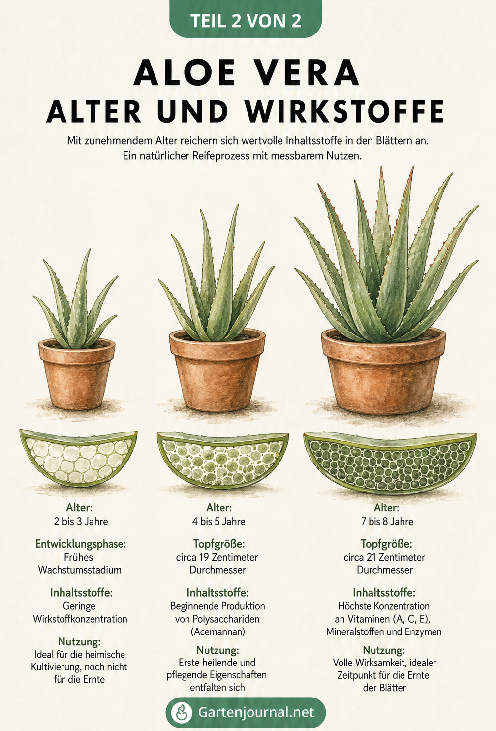 Illustration von drei Aloe Vera Pflanzen in aufsteigender Größe mit Querschnitten der Blätter zur Darstellung der Wirkstoffkonzentration