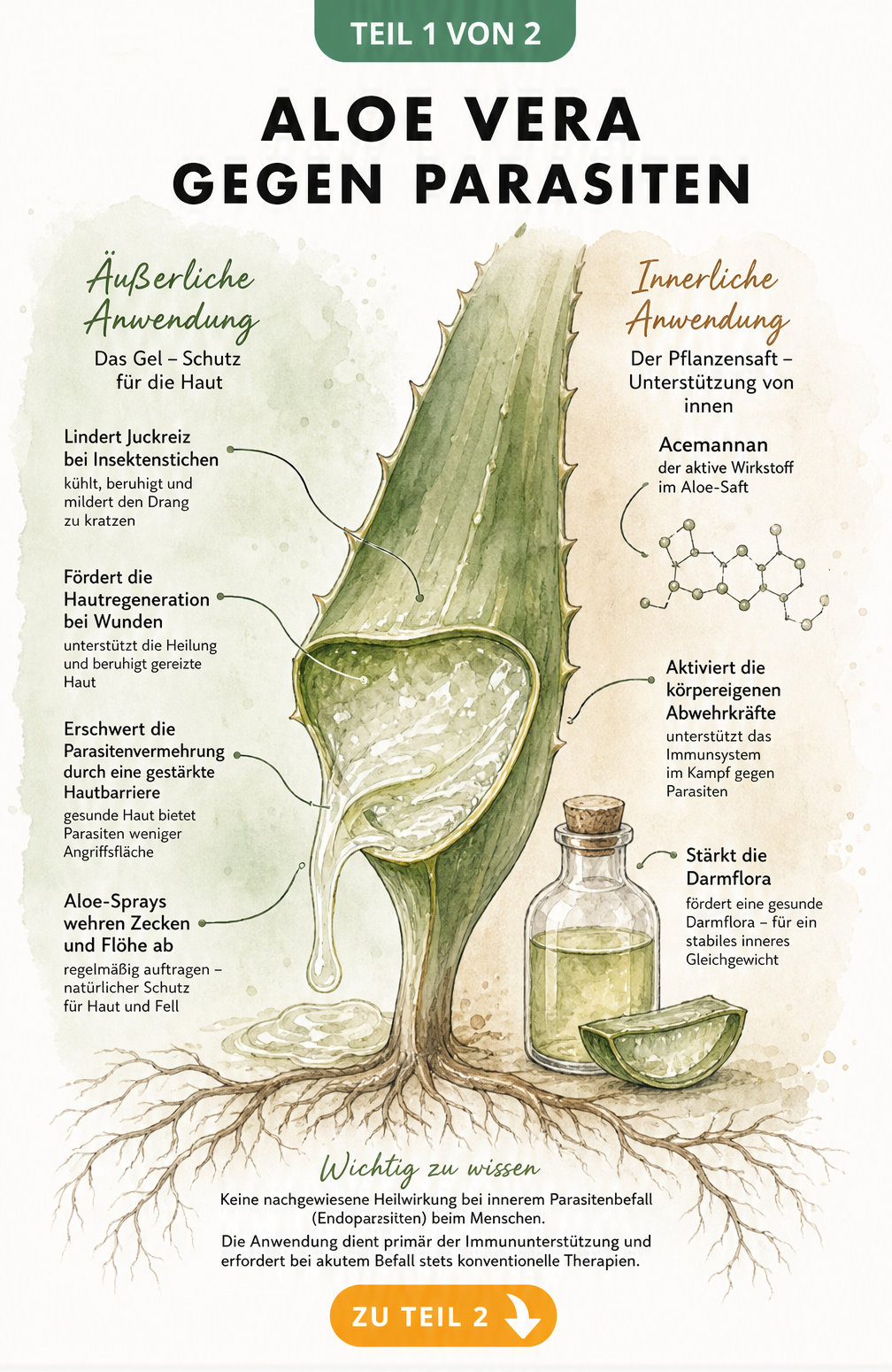 Botanische Illustration eines aufgeschnittenen Aloe-Vera-Blattes mit Erklärungen zur äußerlichen und innerlichen Anwendung gegen Parasiten