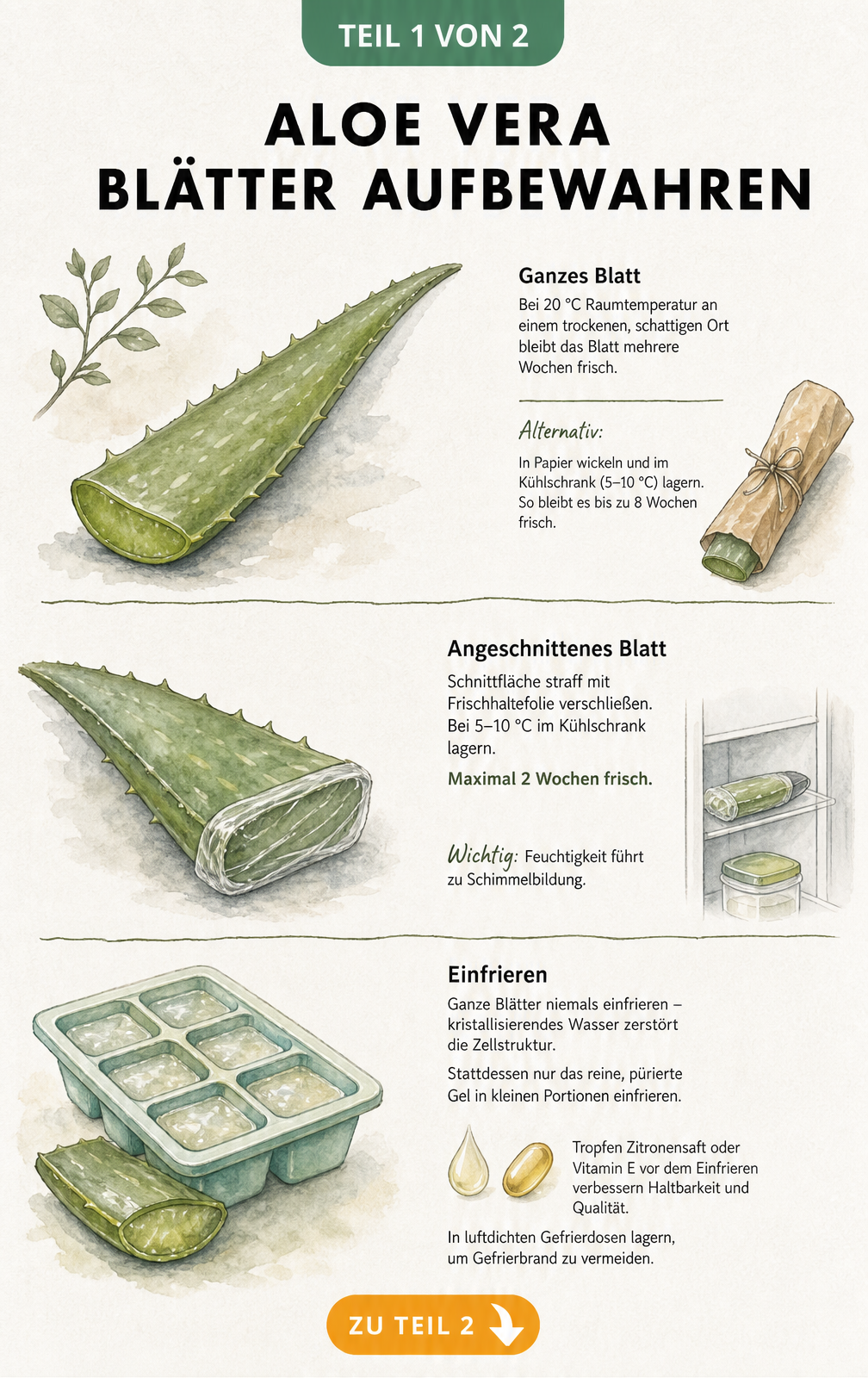 Illustration zur Aufbewahrung von Aloe Vera Blättern: Lagerung bei Raumtemperatur, im Kühlschrank und Einfrieren von Gel