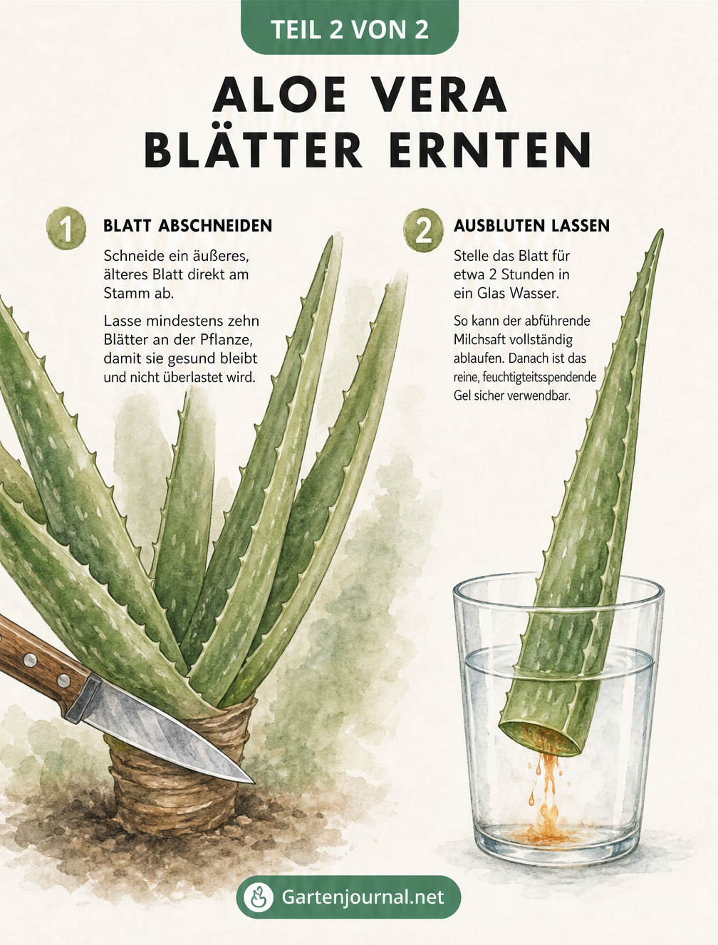 Illustration zum Ernten von Aloe Vera Blättern: Abschneiden am Stamm und Ausbluten im Wasserglas