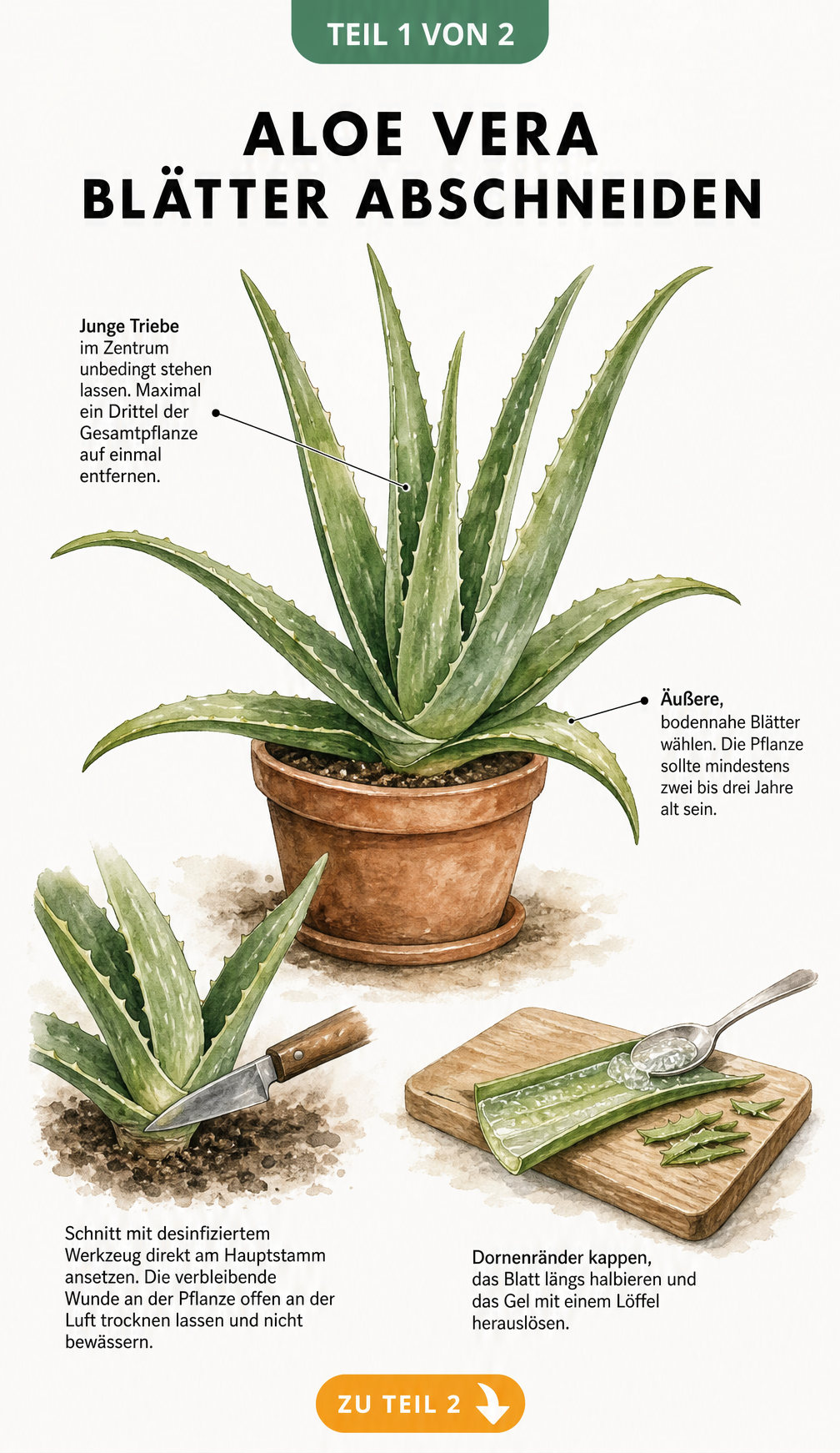 Illustration einer Aloe Vera Pflanze mit Anleitung zum Abschneiden der Blätter und Gel-Gewinnung