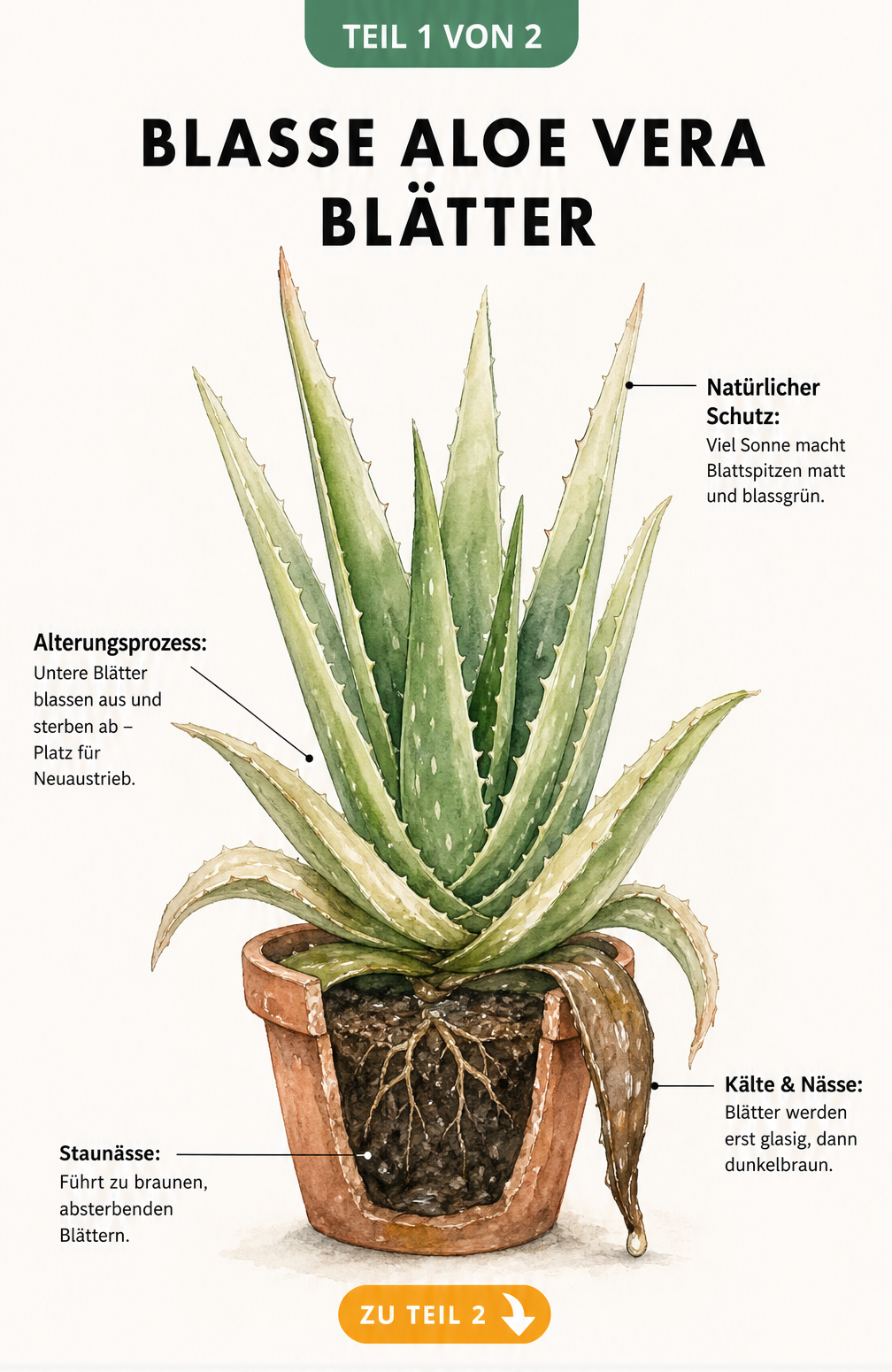 Botanische Illustration einer Aloe Vera im Topf, die Ursachen für blasse, braune und schrumpelige Blätter wie Sonne, Alterung, Kälte und Staunässe zeigt.