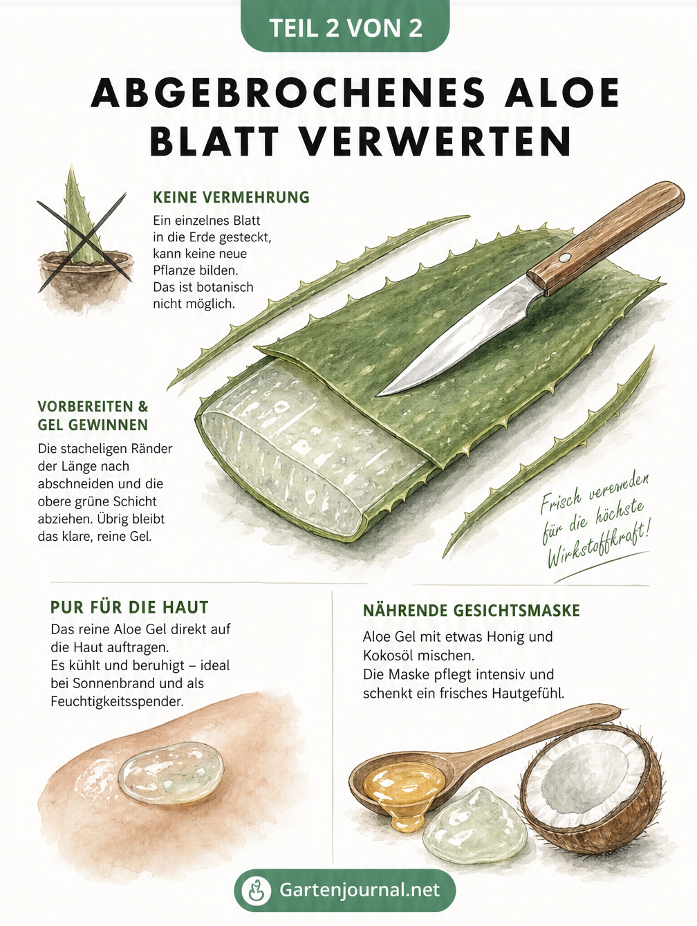 Illustration eines Aloe-Vera-Blattes, bei dem die Ränder und die obere Schicht entfernt werden, um das Gel für Hautpflege und Gesichtsmasken zu gewinnen.
