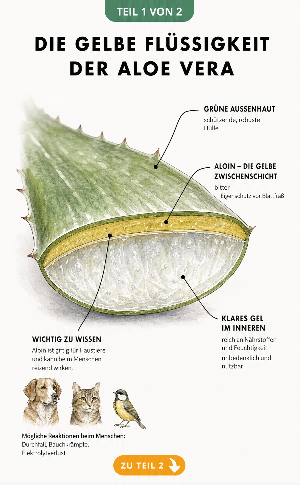 Botanische Querschnitt-Illustration eines Aloe-vera-Blattes, die die grüne Außenhaut, die gelbe Aloin-Schicht und den transparenten Gel-Kern zeigt