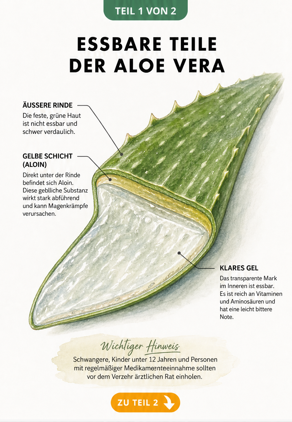 Botanische Illustration eines aufgeschnittenen Aloe-Vera-Blattes mit Markierung von Rinde, Aloin und essbarem Gel