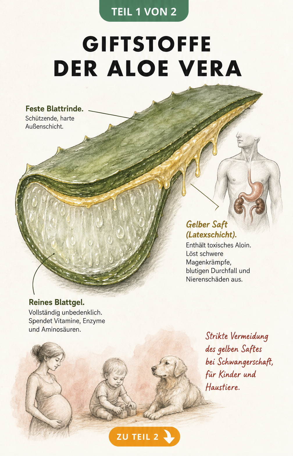 Aquarell-Querschnitt eines Aloe-Vera-Blattes mit Markierung der giftigen Latexschicht und des unbedenklichen Gels