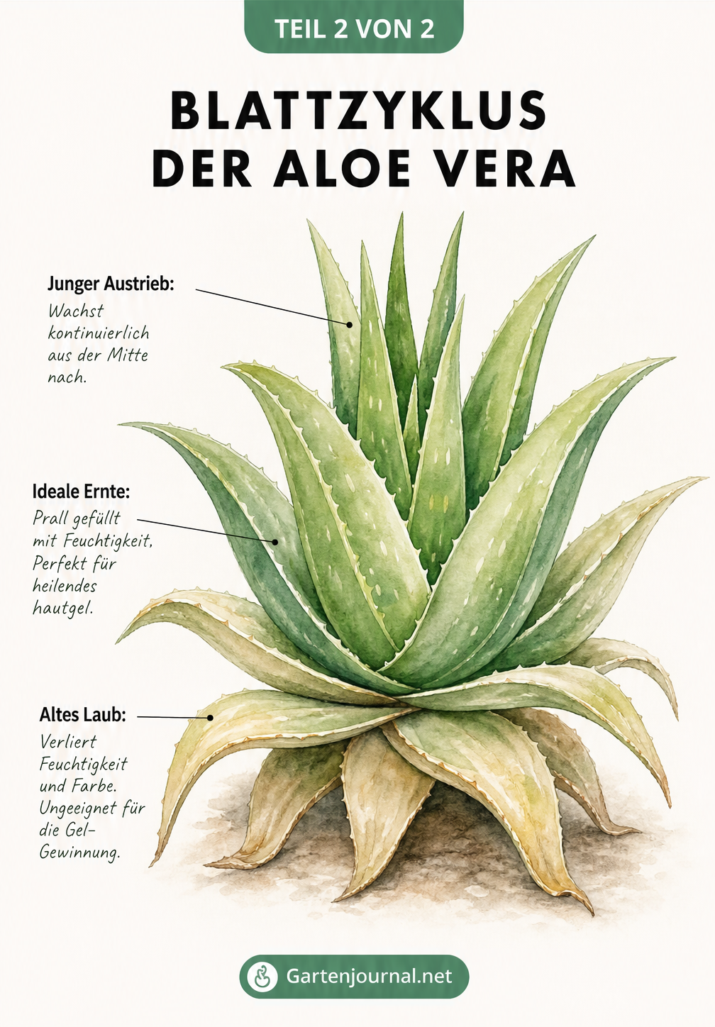 Aquarell-Zeichnung einer Aloe-Vera-Rosette im Querschnitt, die den Blattzyklus von jungem Austrieb über pralle Ernteblätter bis hin zu altem, blassem Laub...