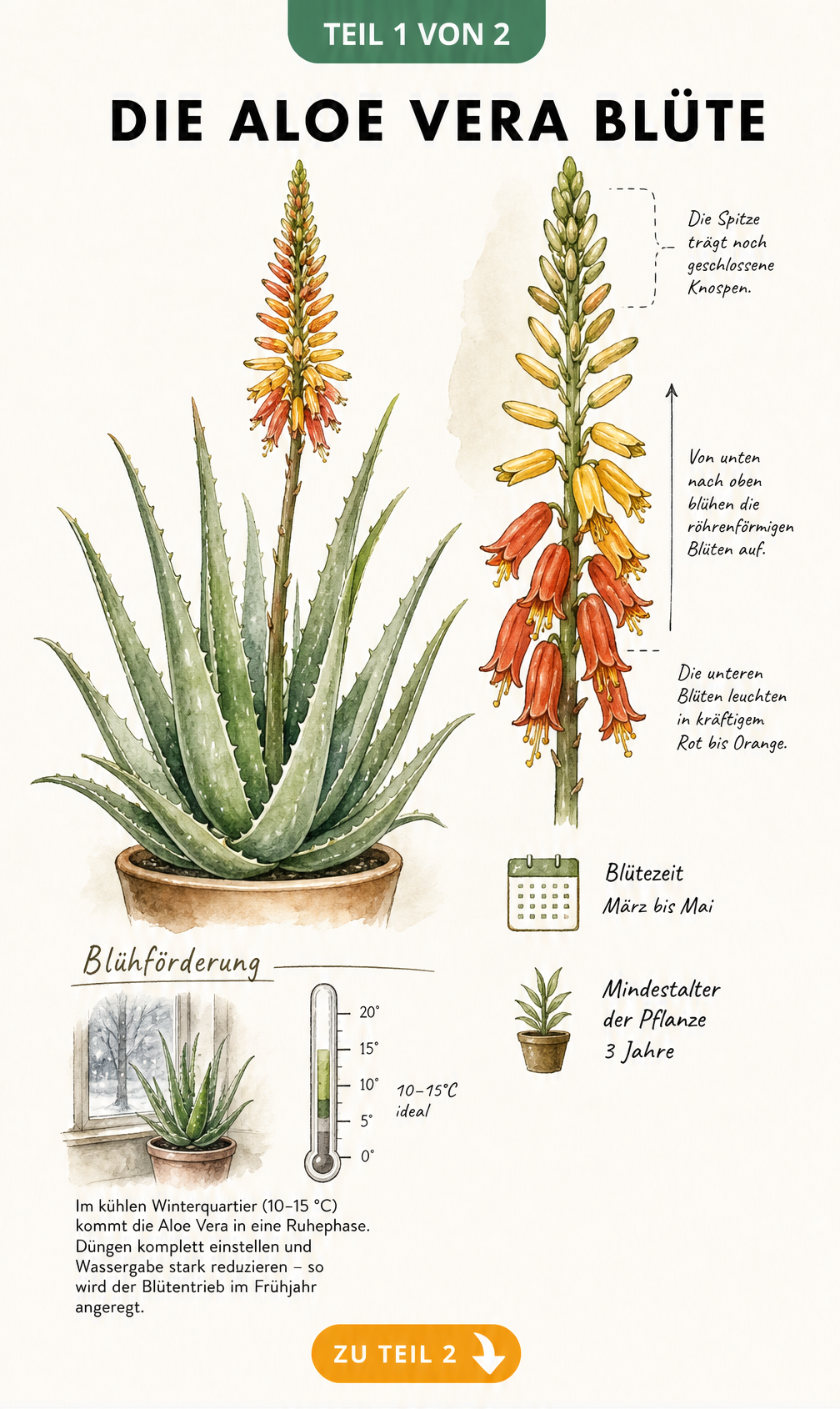 Botanische Illustration einer Aloe Vera mit rotem und gelbem Blütenstand sowie Hinweisen zur Blütezeit und Überwinterung