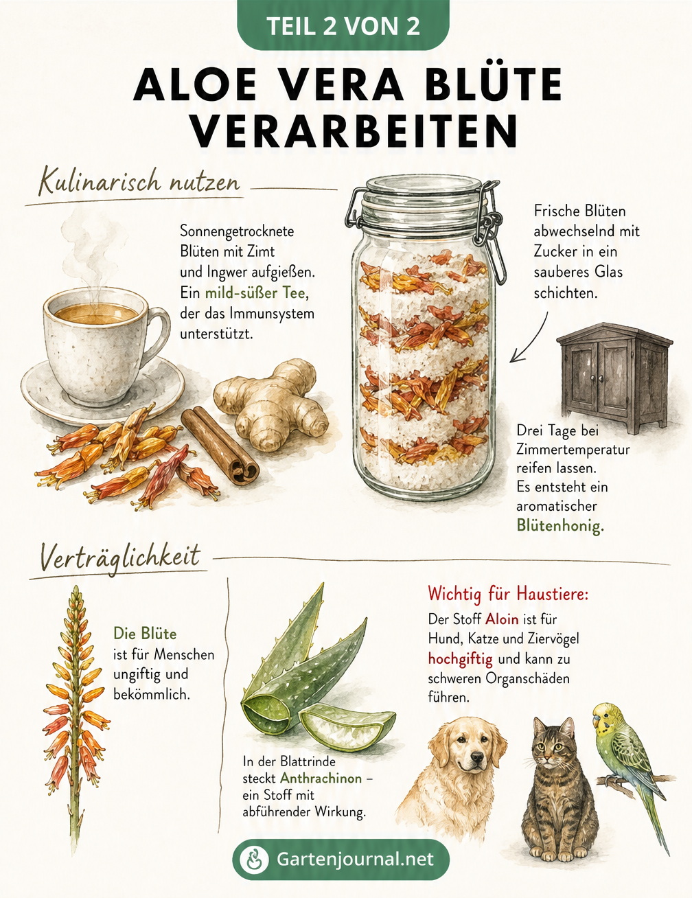Illustration zur Verarbeitung von Aloe-Vera-Blüten zu Tee und Blütenhonig sowie Warnhinweise zur Giftigkeit für Haustiere