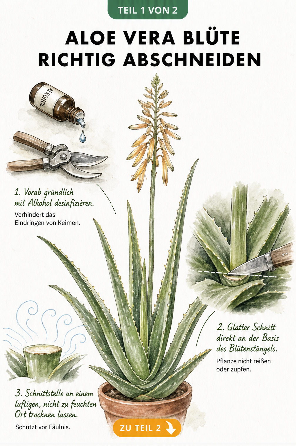 Illustration einer Aloe Vera Pflanze mit Fokus auf den Blütenstängel und Werkzeugen zum Abschneiden