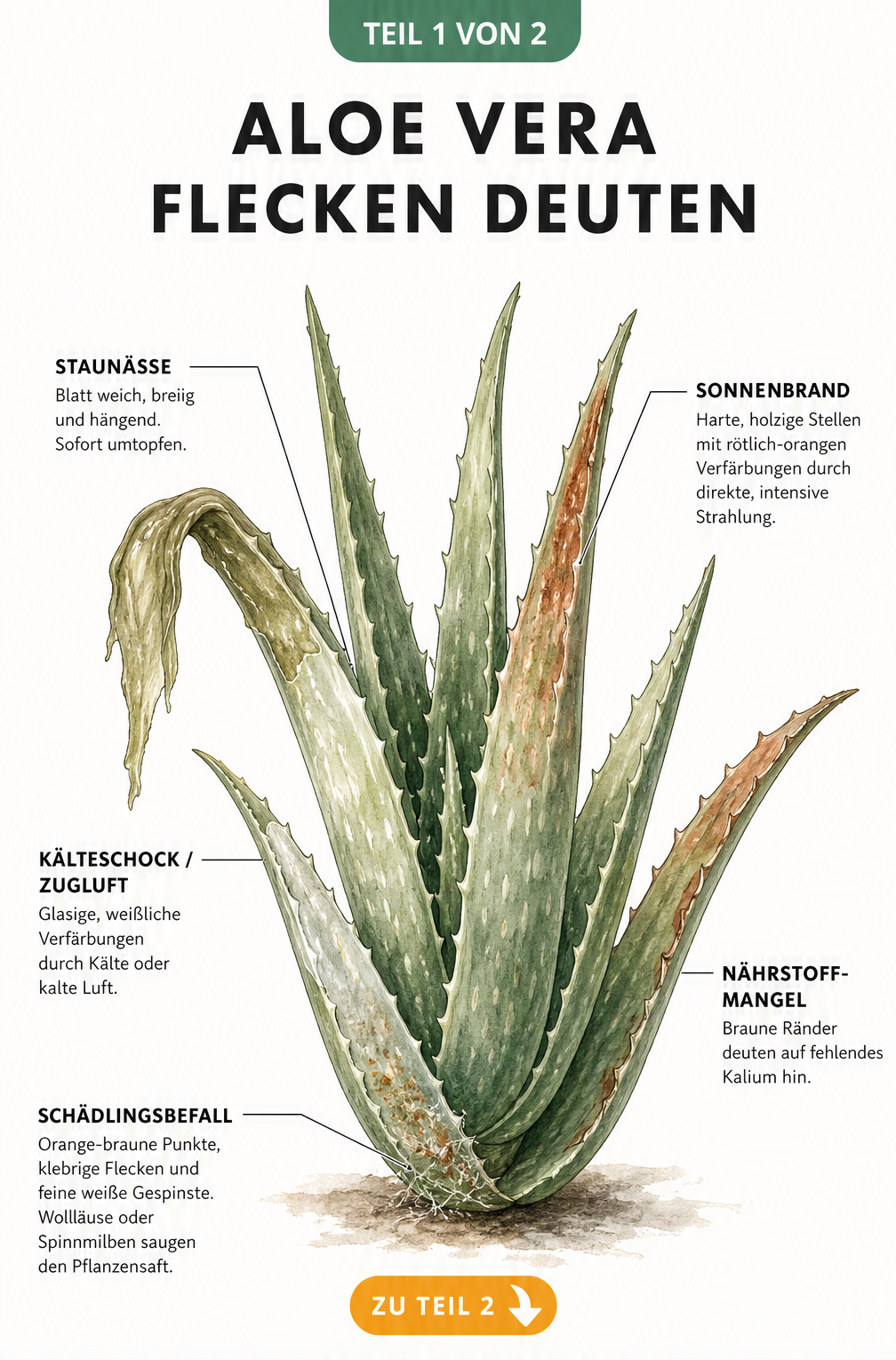 Botanische Illustration einer Aloe Vera mit verschiedenen Schadbildern wie braunen Flecken, weichen Stellen und Schädlingen