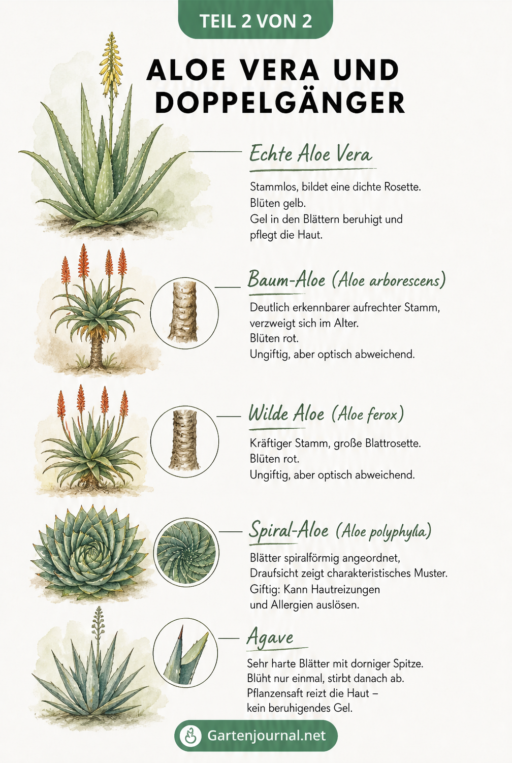 Gegenüberstellung der Echten Aloe Vera mit Doppelgängern wie Baum-Aloe, Spiral-Aloe und Agave