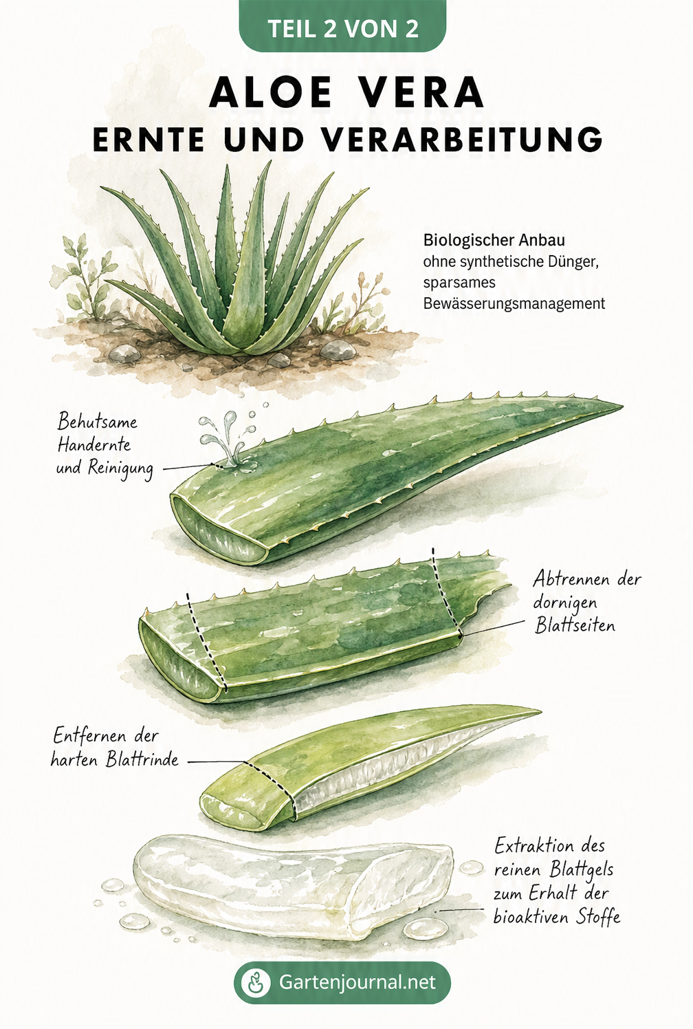 Illustration der händischen Ernte und Verarbeitung eines Aloe Vera Blattes zur Gel-Gewinnung