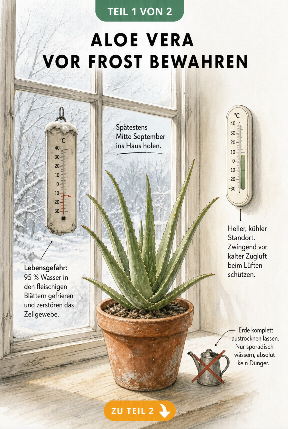 Illustration einer Aloe Vera auf einer Fensterbank im Winter, die vor Frost geschützt wird