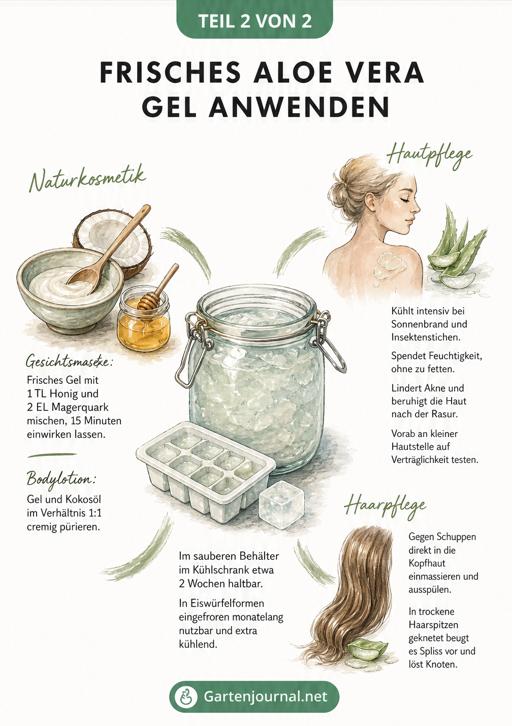 Illustration eines Einmachglases mit Aloe Vera Gel und Anwendungsmöglichkeiten für Haut, Haare und Naturkosmetik