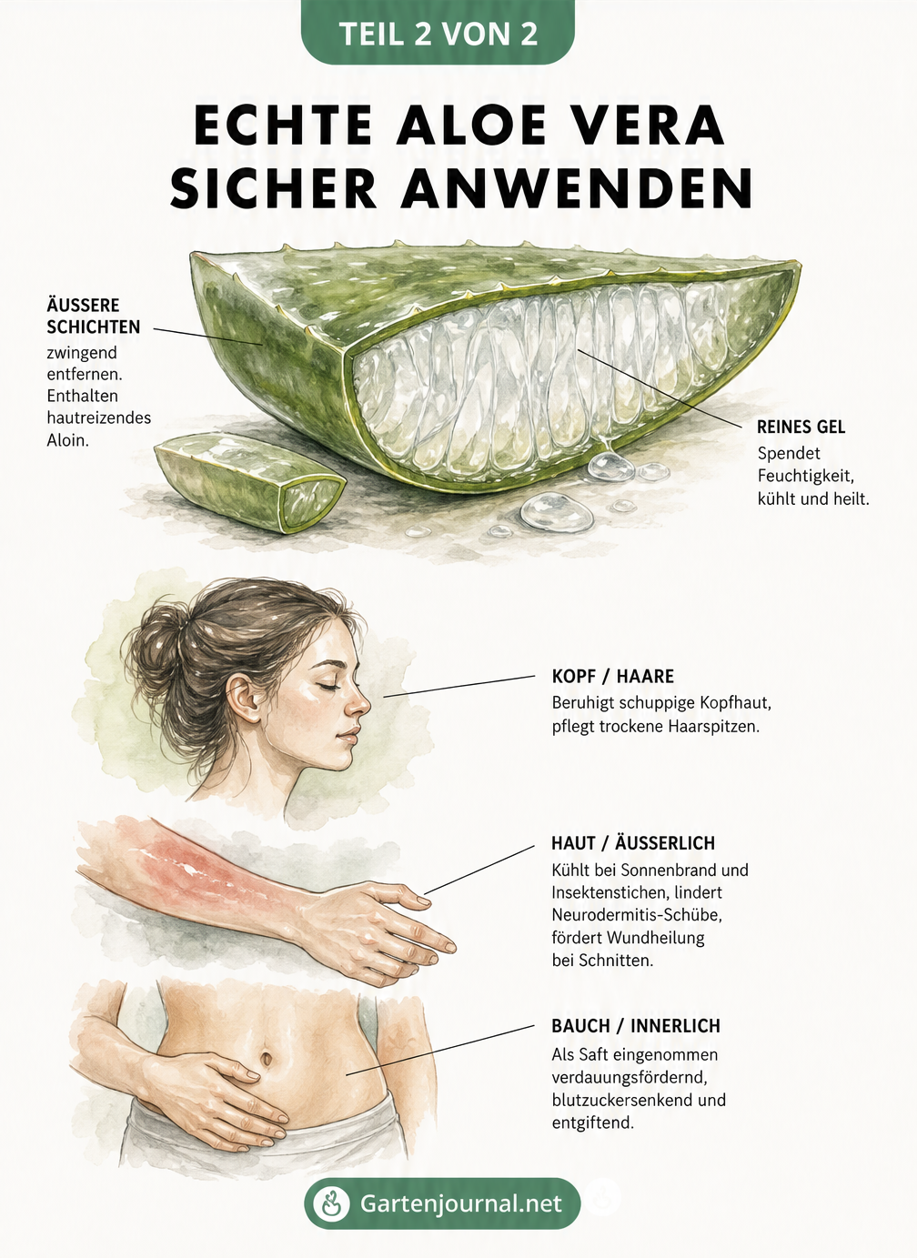 Querschnitt eines Aloe-Vera-Blattes und anatomische Skizzen zur Anwendung des Gels auf Haut, Haaren und bei Sonnenbrand