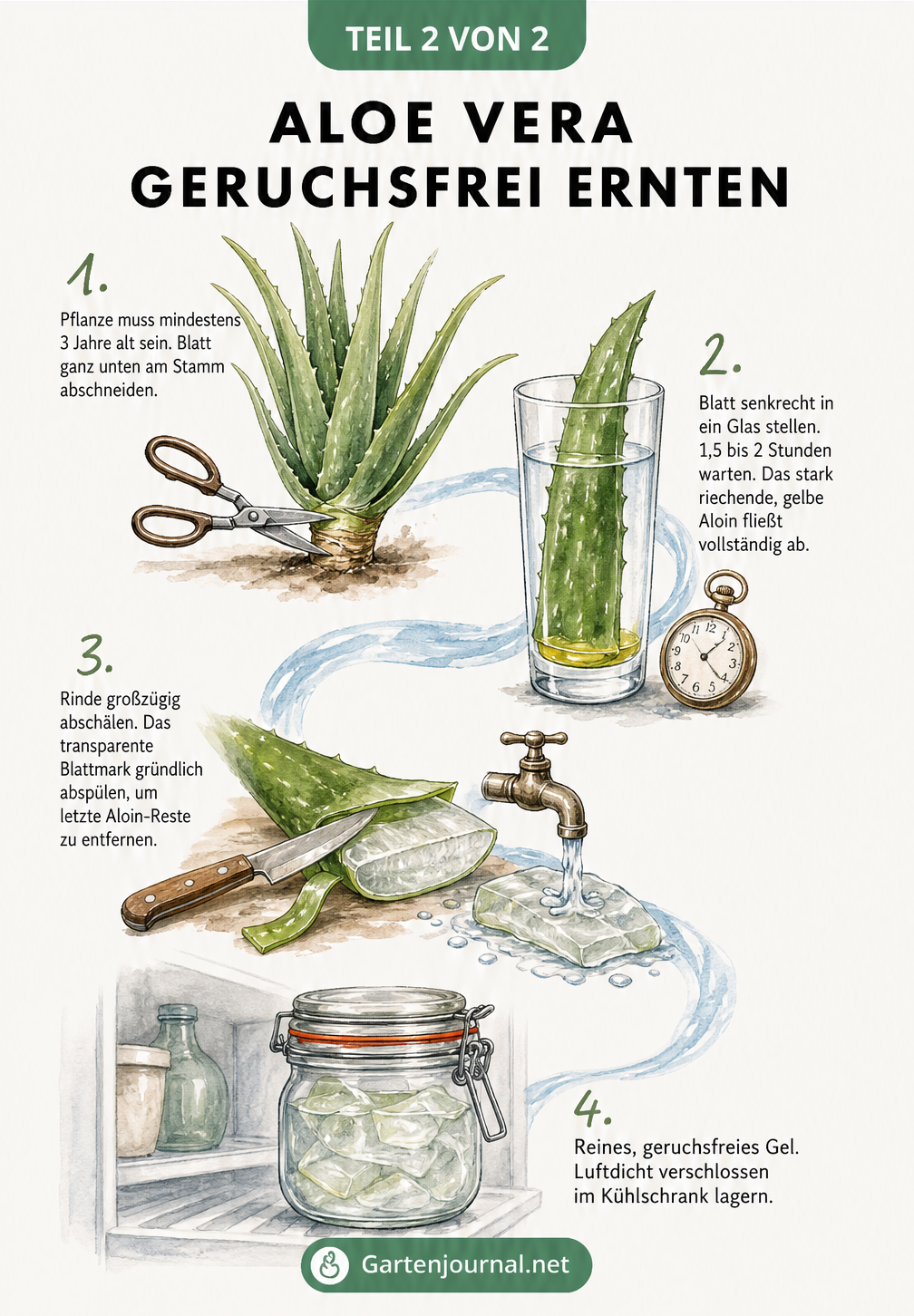 Schritt-für-Schritt-Anleitung zum geruchsfreien Ernten von Aloe vera Gel ohne Aloin