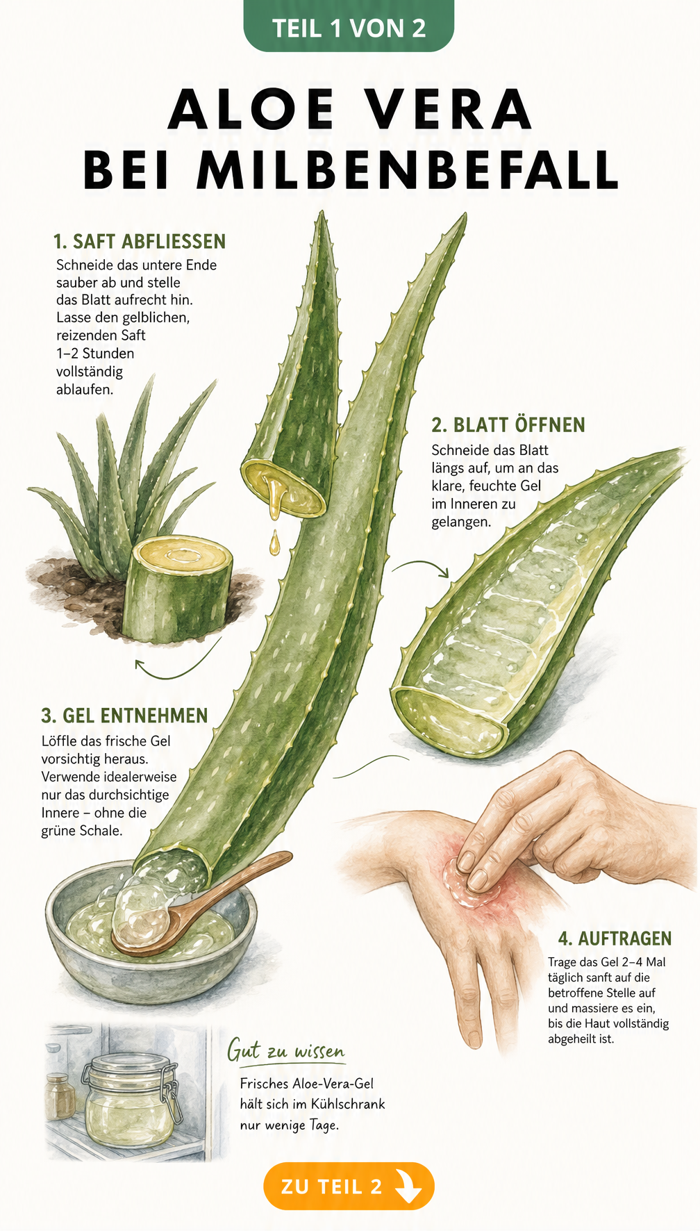 Botanische Illustration eines Aloe-Vera-Blattes, das aufgeschnitten wird, um das Gel zur Hautbehandlung zu gewinnen.