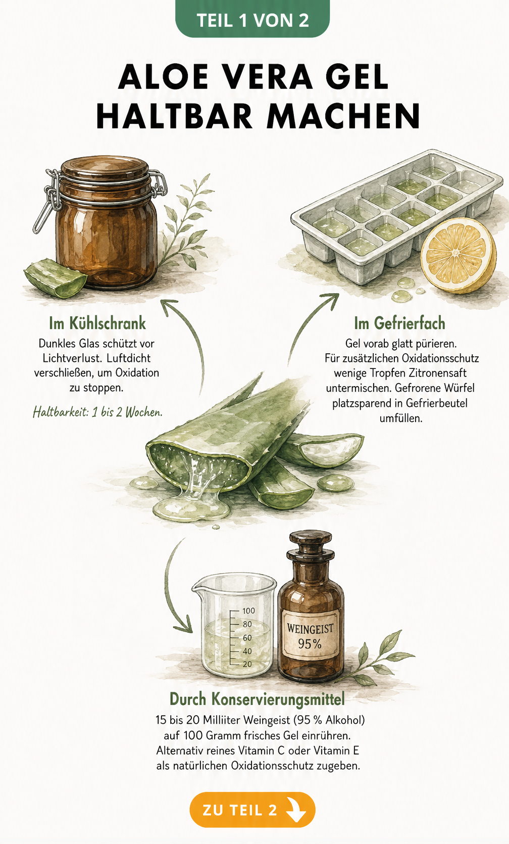 Illustration einer botanischen Werkbank mit Aloe-Vera-Blatt und drei Aufbewahrungsmethoden: Kühlschrank, Gefrierfach und Konservierungsmittel.