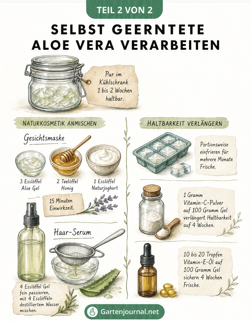 Illustration von Aloe Vera Gel mit Tipps zur Haltbarkeit und Rezepten für Naturkosmetik