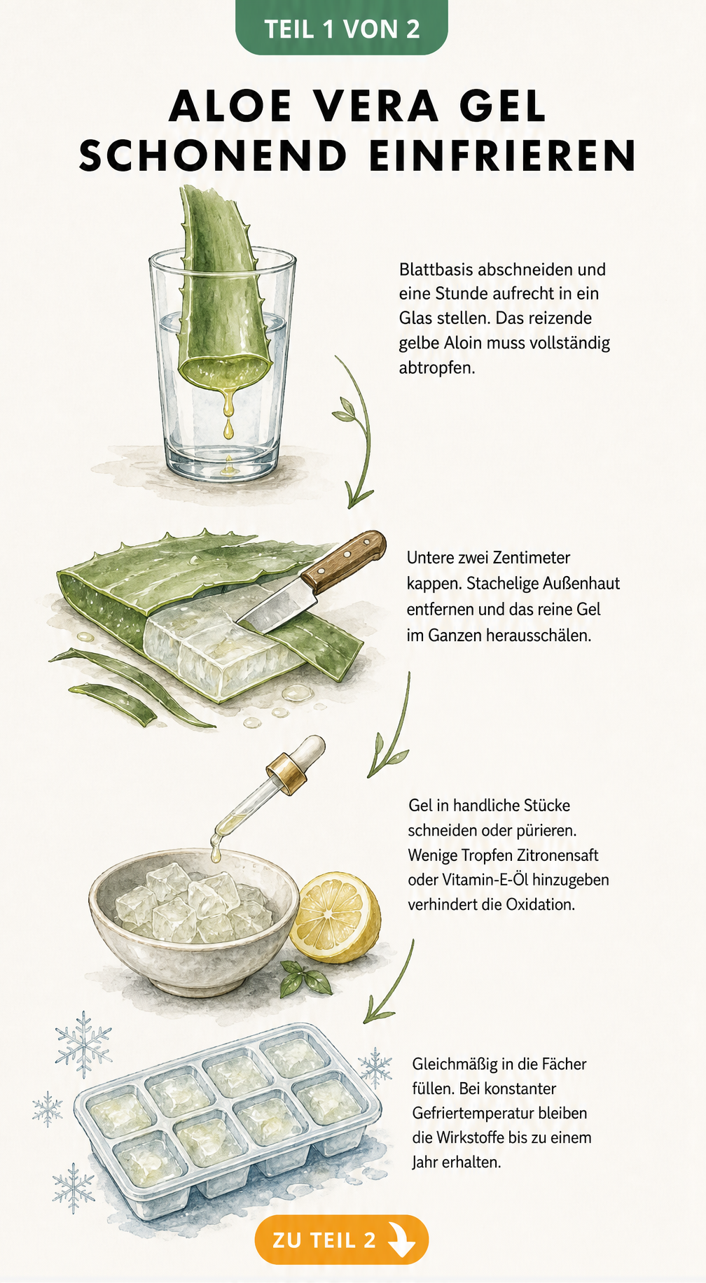 Illustration der Vorbereitung von Aloe Vera: Blatt abschneiden, Aloin abtropfen lassen, schälen und das Gel in Eiswürfelformen füllen.
