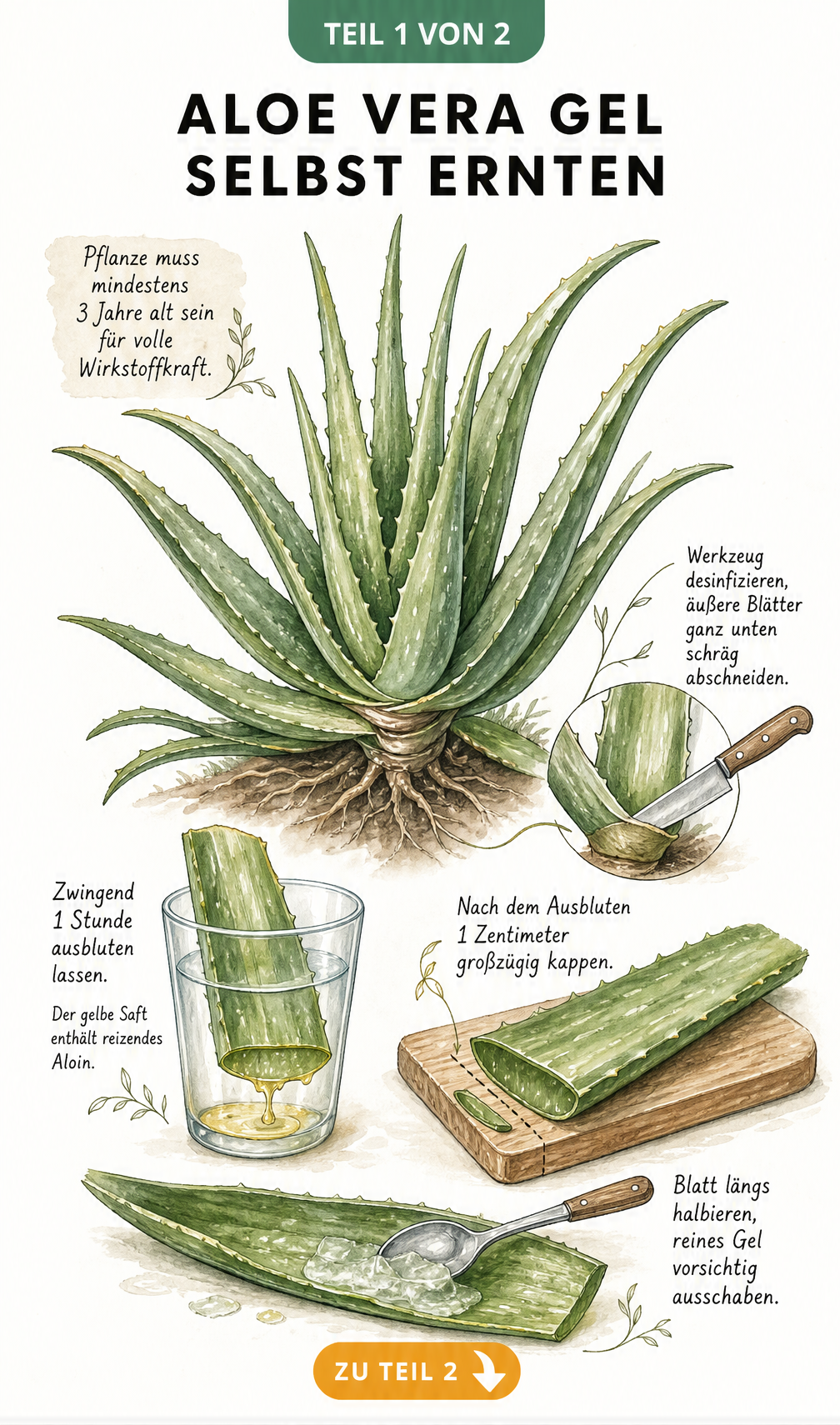 Illustration einer Aloe Vera Pflanze mit Anleitung zum Ernten und Entgiften der Blätter