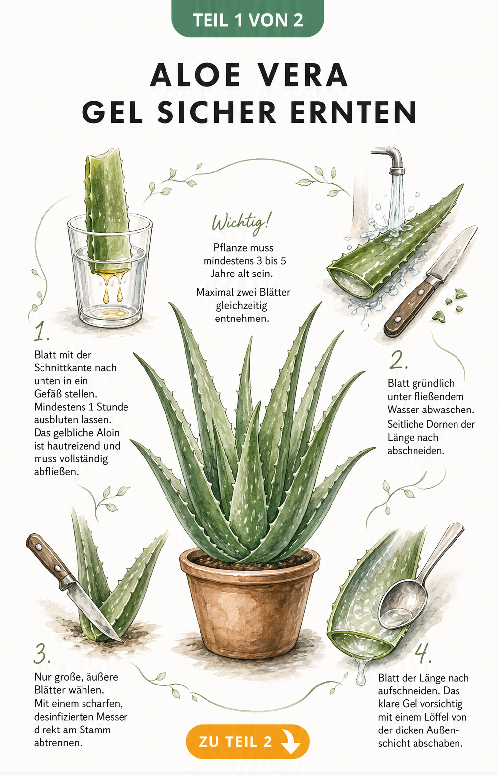 Illustration einer Aloe Vera Pflanze mit Anleitung zum sicheren Ernten der Blätter und Gewinnen des Gels