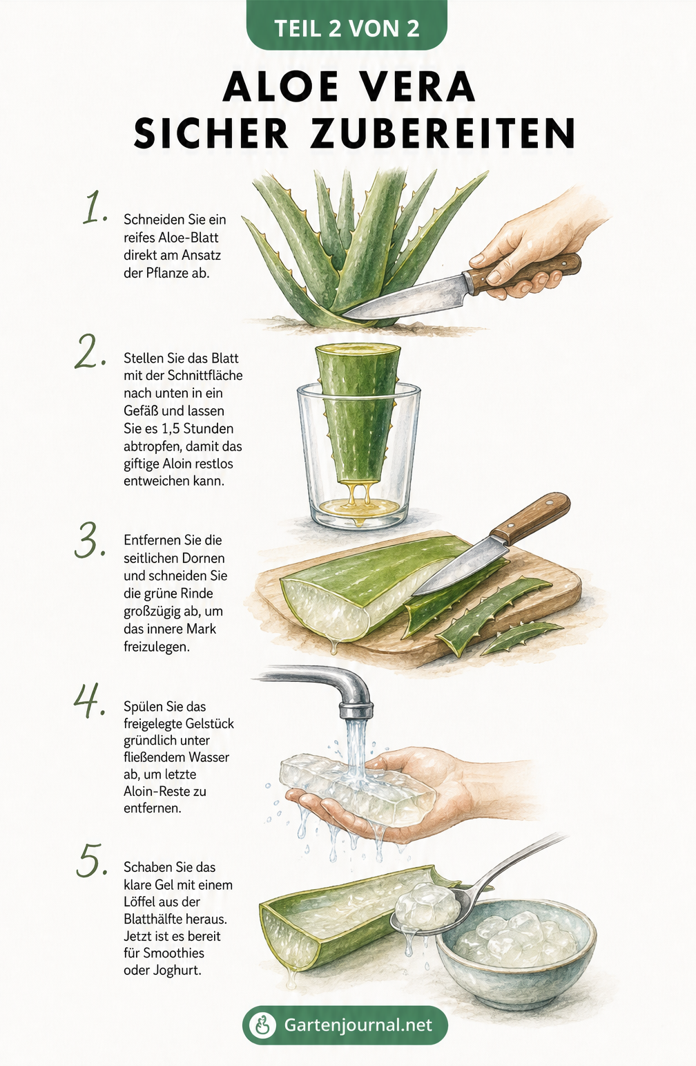 Schritt-für-Schritt-Anleitung zur Gewinnung von Aloe-Vera-Gel: Abschneiden, Abtropfen, Schälen, Waschen und Auslöffeln