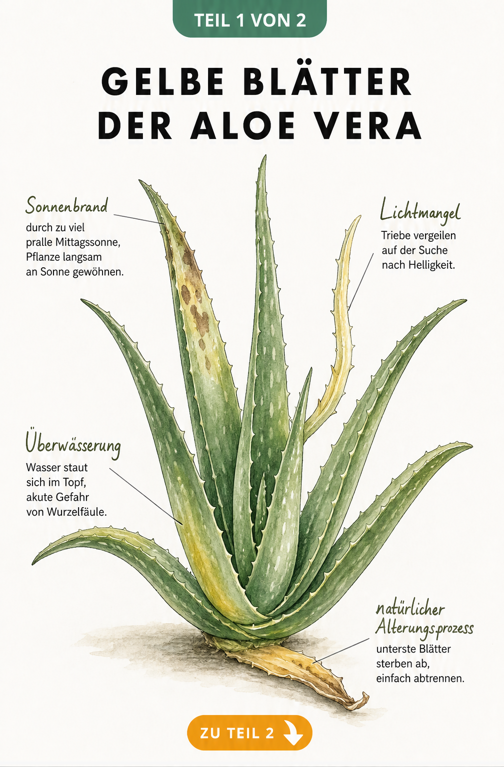 Botanische Illustration einer Aloe Vera mit gelben Blättern und Erklärungen zu Ursachen wie Überwässerung, Sonnenbrand und Lichtmangel