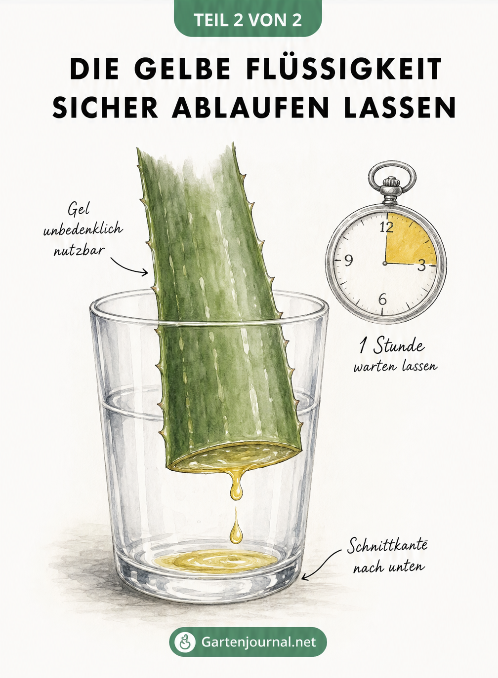 Illustration eines abgeschnittenen Aloe-vera-Blattes in einem Wasserglas, aus dem gelbe Flüssigkeit tropft, mit einer Uhr, die eine Stunde anzeigt