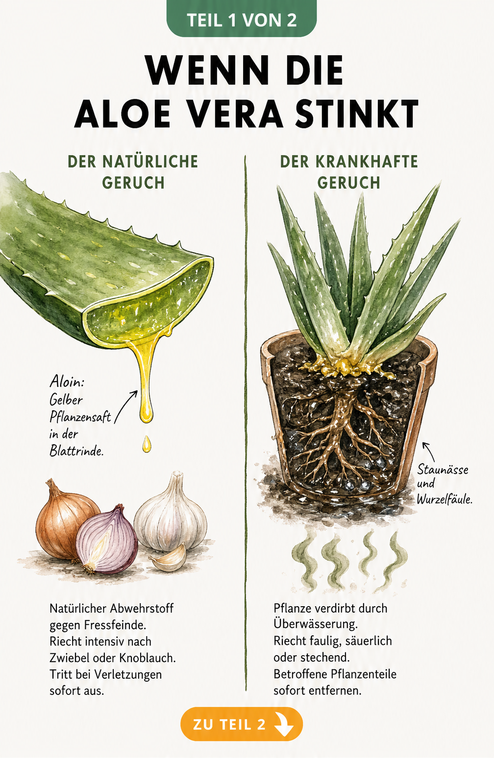 Illustration einer Aloe vera Pflanze, die den Unterschied zwischen natürlichem Aloin-Geruch und krankhaftem Fäulnisgeruch zeigt
