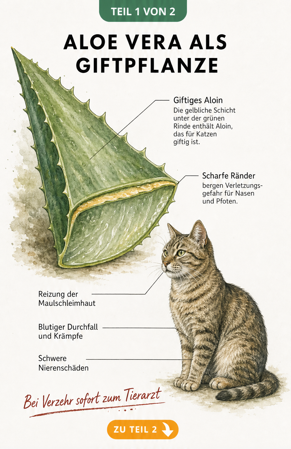 Botanische Illustration eines Aloe-Vera-Blattes mit Hinweisen auf giftiges Aloin und scharfe Ränder sowie einer Katze mit Vergiftungssymptomen.