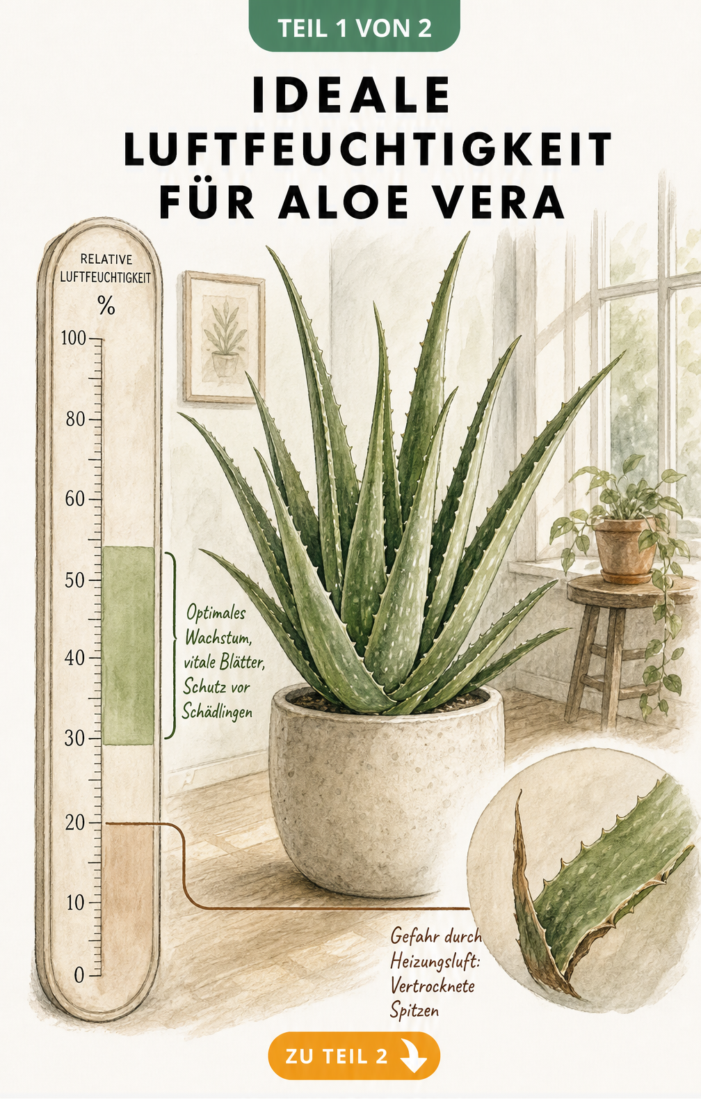 Botanische Illustration einer Aloe Vera mit Messskala für die ideale Luftfeuchtigkeit und Detailansicht vertrockneter Blattspitzen durch Heizungsluft