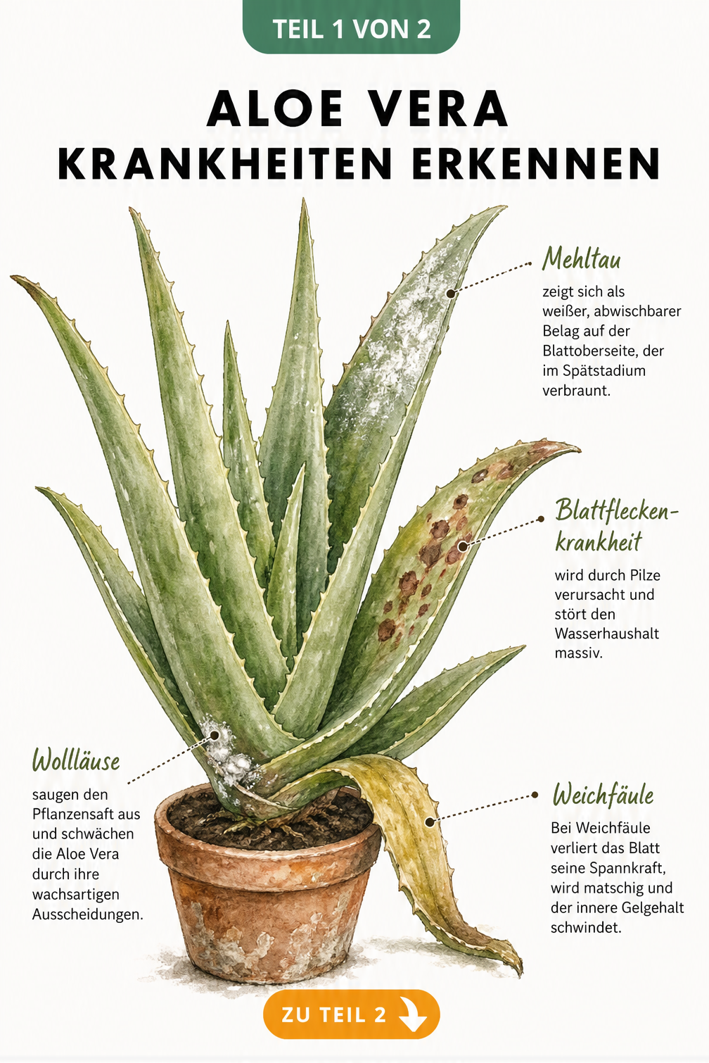 Botanische Illustration einer Aloe Vera mit Symptomen von Mehltau, Blattfleckenkrankheit, Weichfäule und Wollläusen