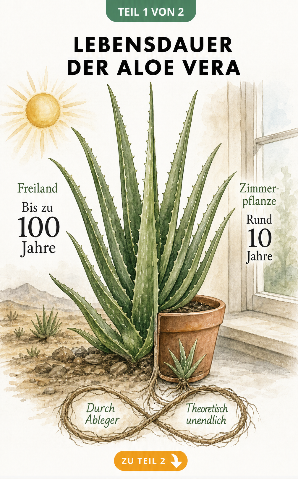 Illustration einer Aloe Vera, die links im Freiland und rechts als Zimmerpflanze wächst, mit Angaben zur Lebensdauer.