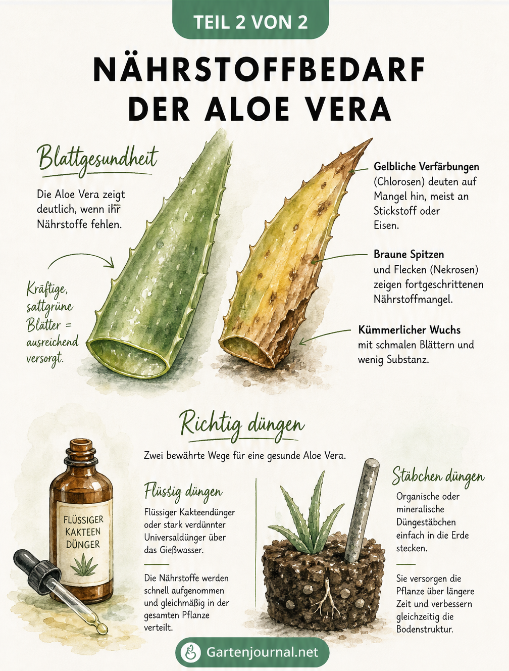 Illustration von Aloe Vera Blättern mit Nährstoffmangel und Düngemethoden wie Flüssigdünger und Düngestäbchen