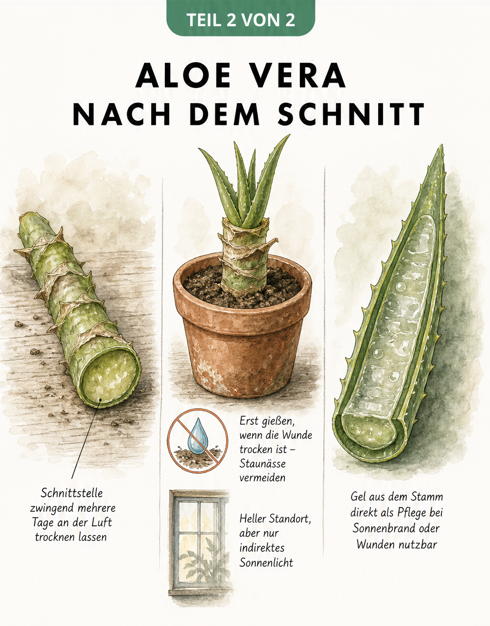 Illustration eines abgeschnittenen Aloe-Vera-Stammes, der an der Luft trocknet, danach in frische Erde gepflanzt wird, sowie ein aufgeschnittenes Blatt zur...