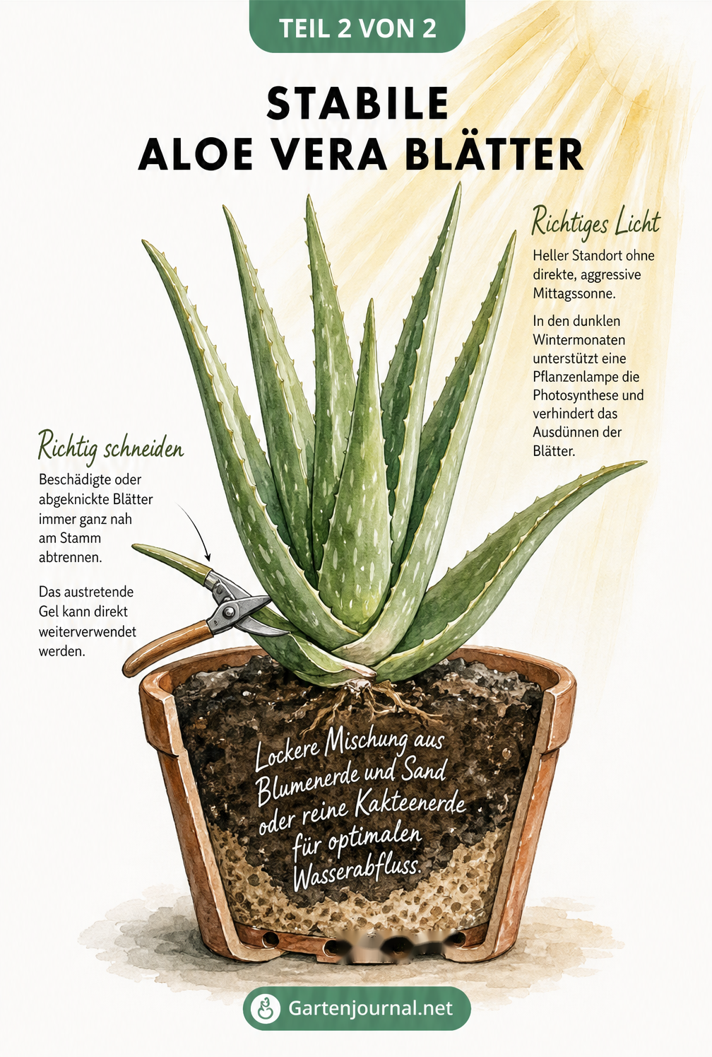Illustration einer gesunden Aloe Vera mit Tipps zu Substrat, Standort und richtigem Schnitt