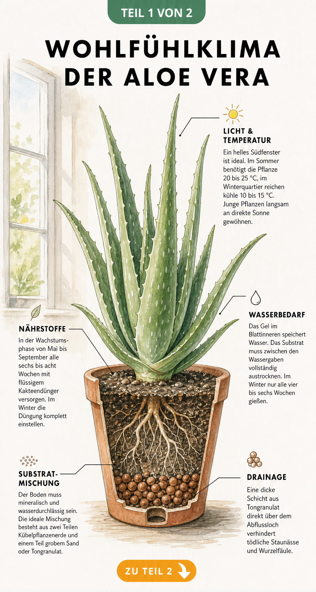 Illustration einer Aloe vera im Querschnitt mit Tipps zu Licht, Wasser, Nährstoffen und Substrat